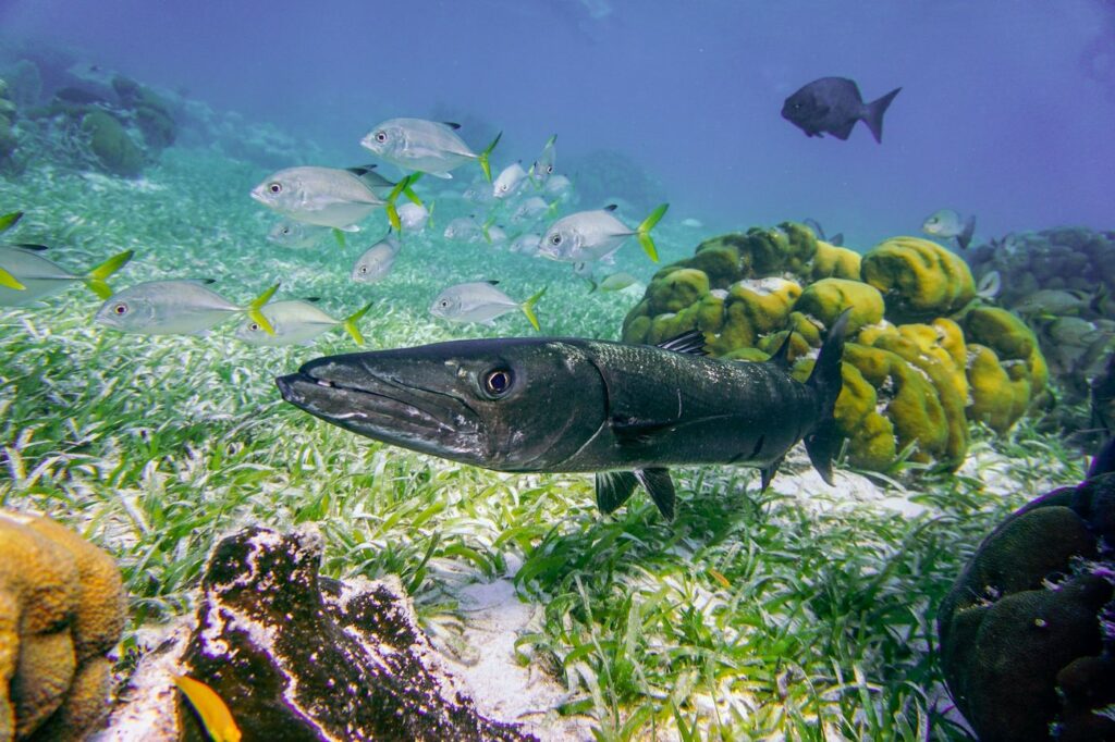 Peces y coral bajo el agua en un arrecife